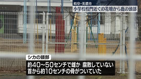 小学校の花壇の中から鹿の頭部見つかる　岐阜・美濃市