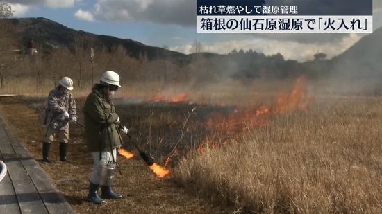 箱根の仙石原湿原で「火入れ」　春を前に枯れ草燃やして管理　神奈川