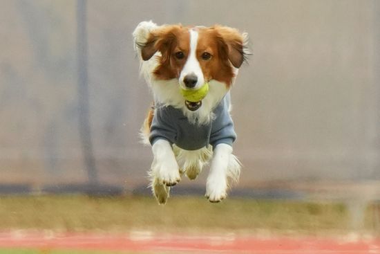 デコピンの躍動感がすごいと話題　始球式で見せた完璧なボール運びもオフでは不発　真美子さんがすかさずフォロー