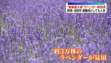 関東最大級のラベンダー畑が見頃 避暑地としても人気 群馬・沼田市