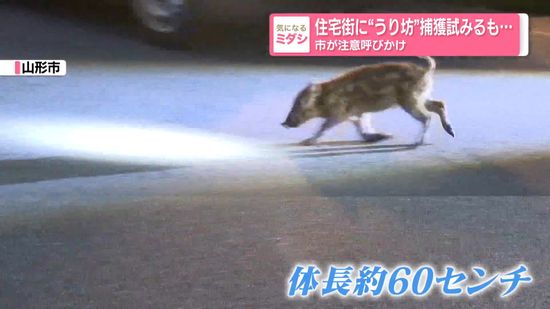 うり坊様確認用 住宅街に“うり坊”捕獲試みるも…市が注意呼びかけ 山形市｜Infoseekニュース