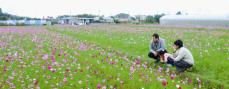 「白や紅色、ピンクの花が大きいね」　沖縄・名護でコスモス八分咲き　良い米を作るための緑肥が目的