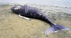 漂着したクジラの死骸　ショベルカーで砂浜に埋める　現場に腐敗臭も　沖縄・国頭村の海岸