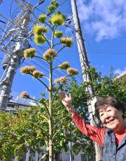 開花は数十年に1度!?　リュウゼツラン、青空に向かって咲き誇る　沖縄・浦添市