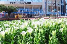 日ハムキャンプの球場前でユリが満開　「この時期に咲くように開花を調整」　1万5千球を植え付け　沖縄・名護市