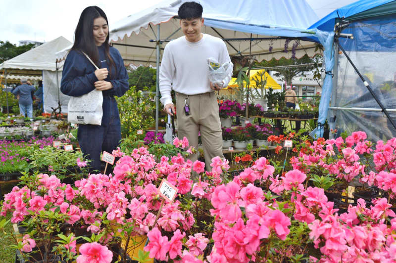 多肉植物アガベを手に「気に入った」　春の色ずらり　草花に果樹や盆栽も　沖縄市で「春の大植木市」始まる