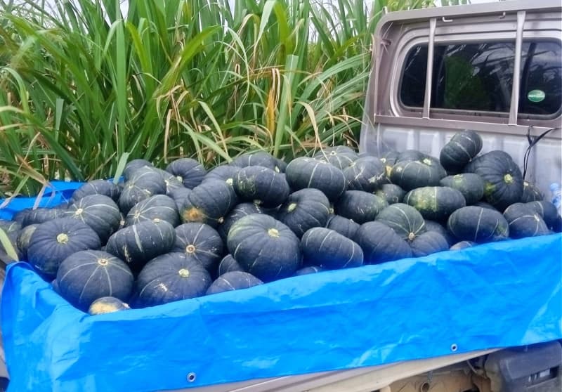 「品質が良く、おいしい」 大きなカボチャどっさり　沖縄・多良間村の4農家が収穫
