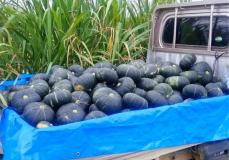 「品質が良く、おいしい」 大きなカボチャどっさり　沖縄・多良間村の4農家が収穫