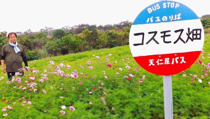 コスモス畑に「バス停」　もうすぐ見頃　沖縄・名護市
