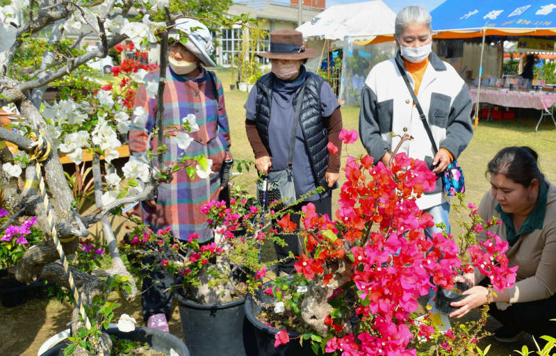 草花や果樹など品定め　沖縄市の大植木市　あす3月10日まで