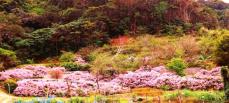 「まるで紫色のじゅうたん」　吹雪のように見える小さな花　沖縄・今帰仁村の通称「マリー山」で満開