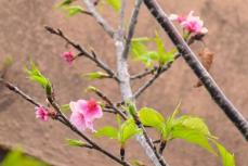 ピンク色が特徴　年に2回花を付けるカワヅザクラ　沖縄・名護の民家で開花