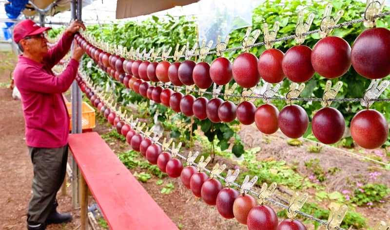 「情熱の果実」をもうすぐお届け！　鮮やかな色と豊かな香りに目が留まる　沖縄・糸満市で出荷準備