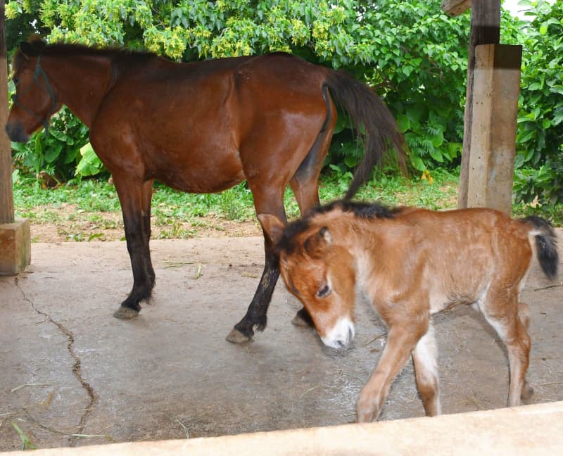 かわいい！ 宮古馬に2年ぶりの赤ちゃん　沖縄県の天然記念物