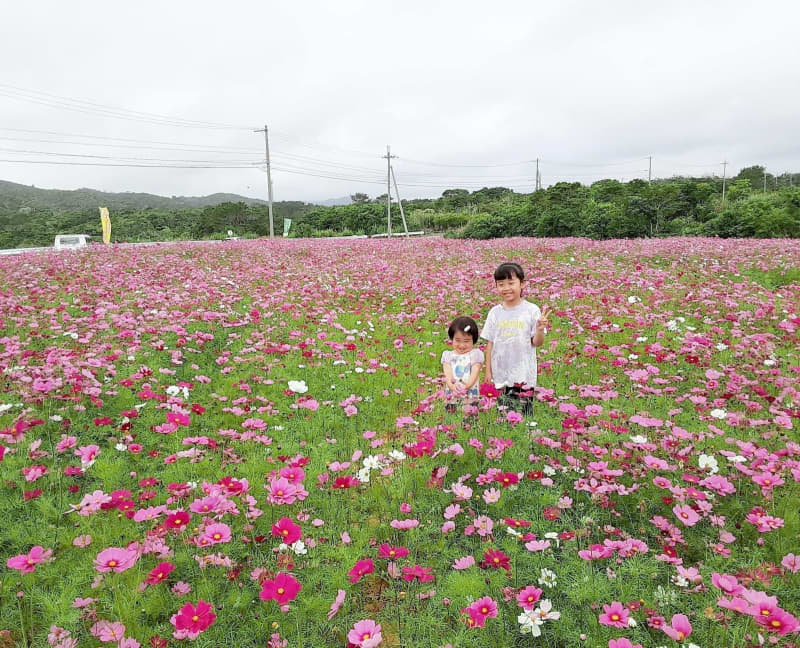 ピンクや紅色の花、風に揺られゆらゆら　3300平方メートルの畑でコスモス満開　沖縄・名護市