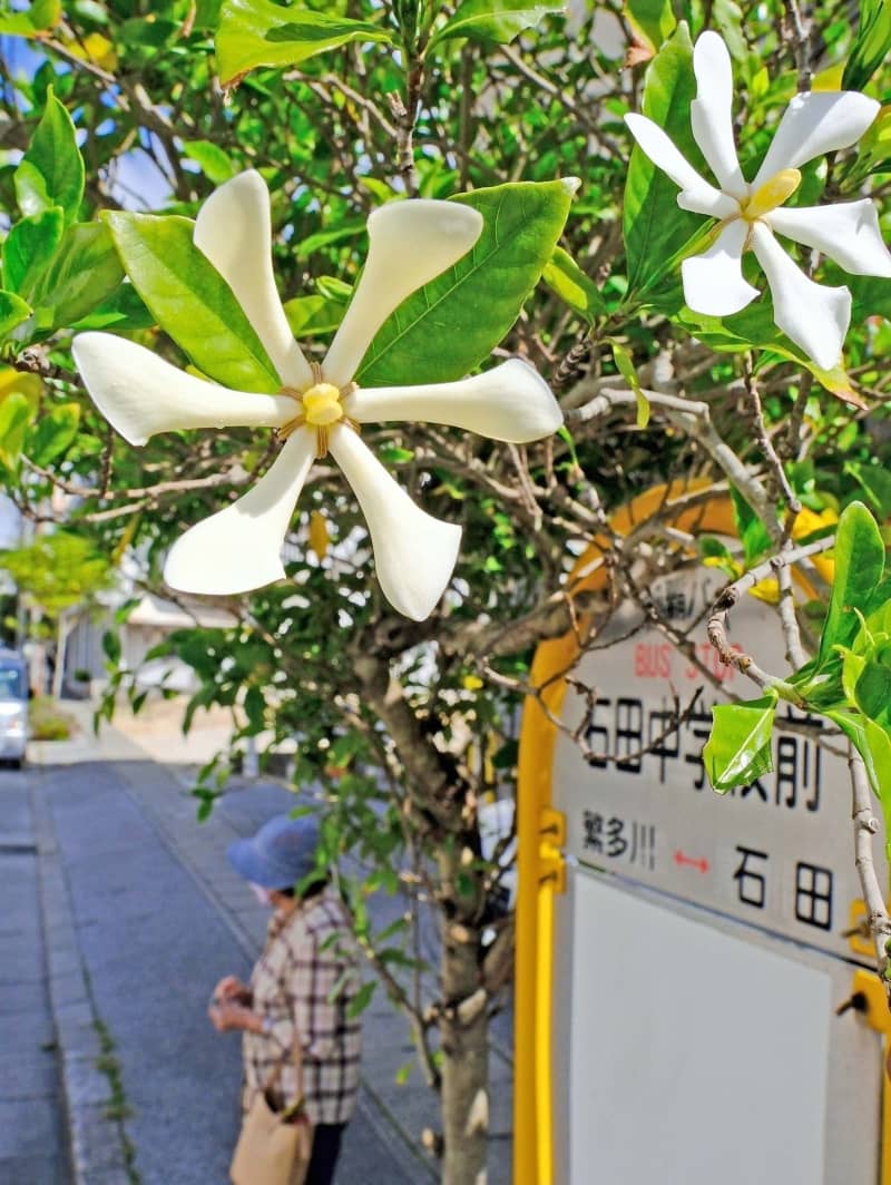 初夏並みの日差し　きょう4月4日は清明入り　沖縄各地で墓前に集まり先祖の霊供養