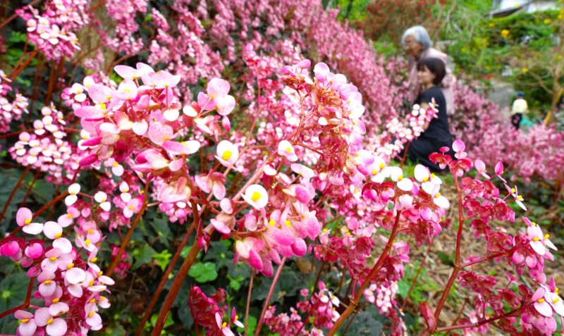 ピンクの花が山の斜面にブワーッ！　沖縄・本部町の庭園にベゴニア数万輪「幻想的な空間で圧倒される」
