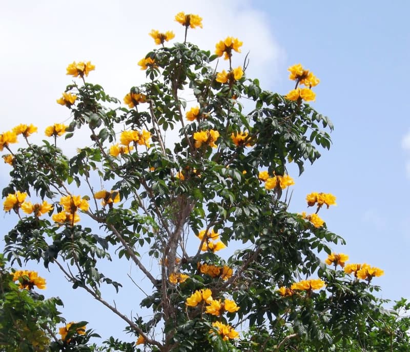 珍しいかも!?　カエンボク、黄色い花を咲かせる　沖縄・うるま市