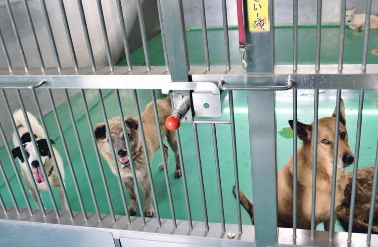 沖縄の犬猫殺処分　2023年度は過去最少の167匹　譲渡適性の処分は犬が初めてゼロ