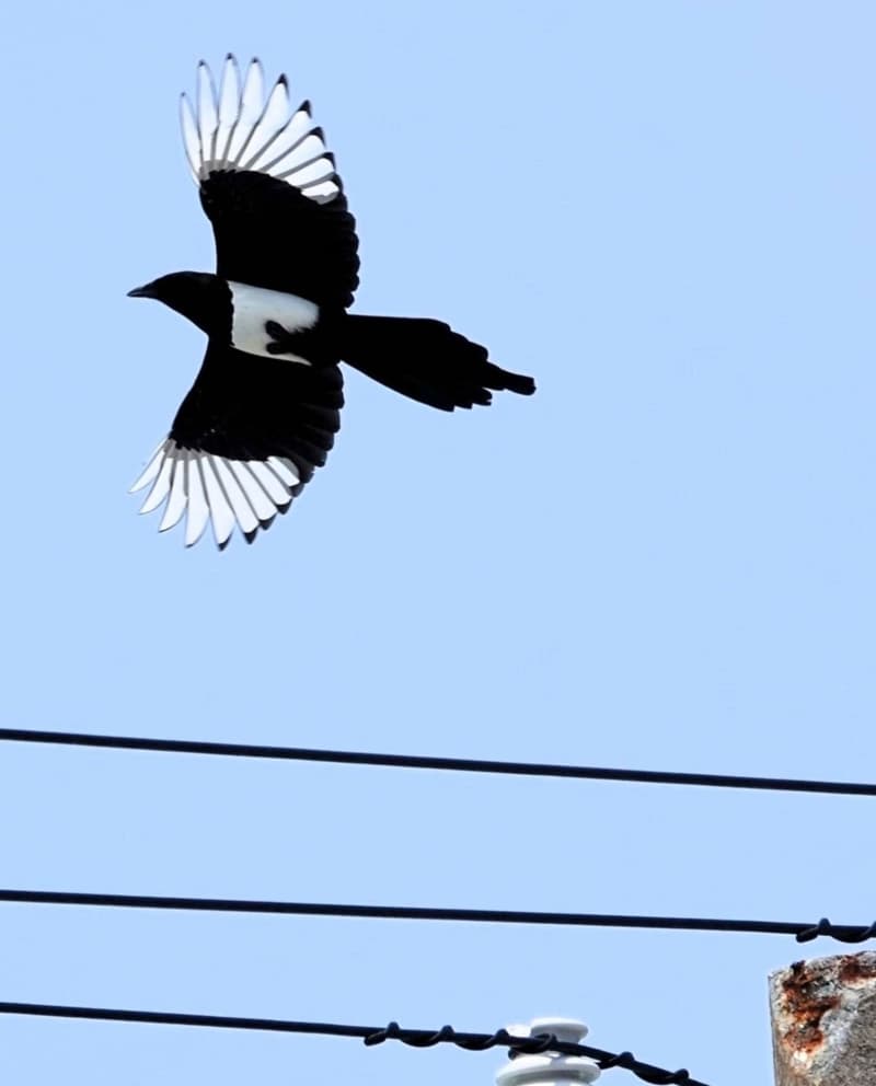 「羽を広げた美しさは何とも言えない」韓国で吉兆の象徴とされる天然記念物カササギ　沖縄・多良間島に飛来