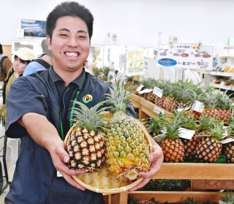 芯まで甘いポコットパイン　酸味と甘みのピーチパイン　沖縄県産パイナップルの旬入り宣言　石垣市で催し