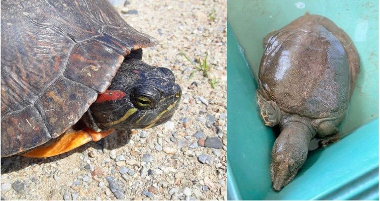 ゆっくりと道路を渡る物体　思わず車を停めて手を伸ばすと…沖縄で相次ぎ発見　展示施設に仲間入りも