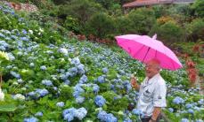 1万株の「青の海」　雨に映えるアジサイ「神聖に感じる」　鮮やかなピンクのノボタンも　本部町・よへなあじさい園