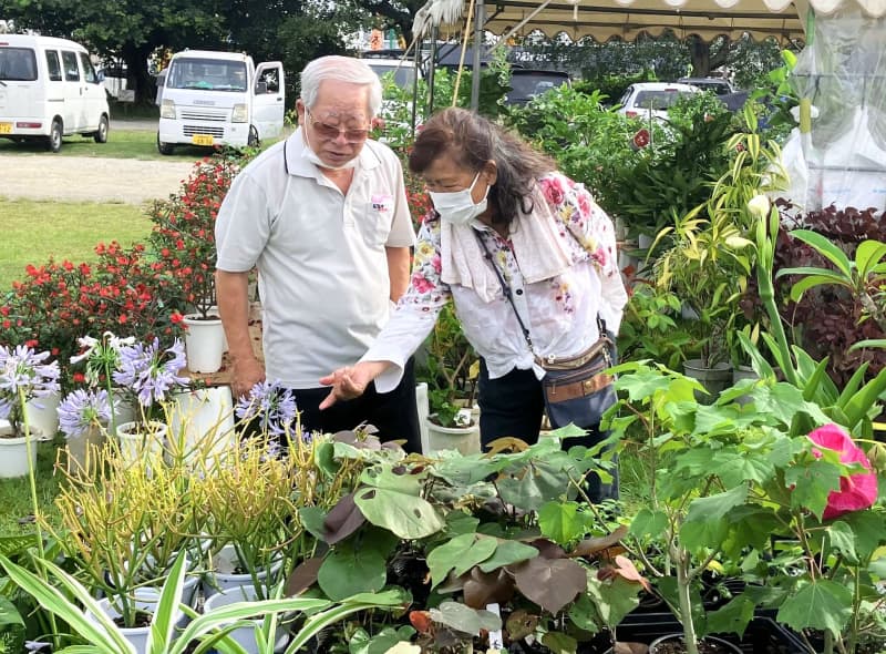 「ここに来たら、いろいろな植物がほしくなる」 多様な草花や盆栽ずらり　6月9日まで沖縄市で大植木市