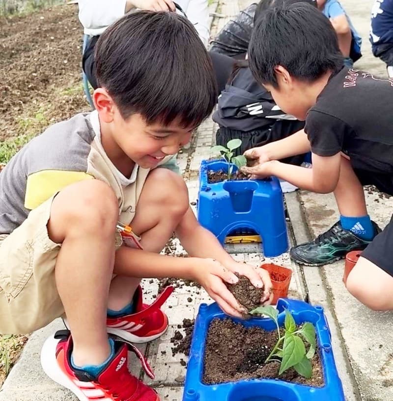 「水を毎日あげるので早く成長して」 特産品のピーマンとオクラの苗を植え付け　八重瀬町・新城小学校