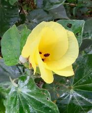 幾重にも重なる黄色い花　沖縄方言ではユーナの呼び名も　オオハマボウが国道沿いを彩る　沖縄・名護市