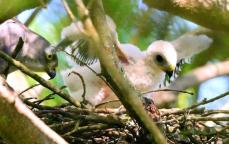翼を広げたり、うとうとしたり　猛禽類ツミのひな　親鳥に見守られすくすく　沖縄・糸満市