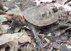 交通事故で甲羅が損傷し大けが　ぐったりした天然記念物のカメ　獣医が8カ月懸命に治療し回復　森に返すまでの軌跡