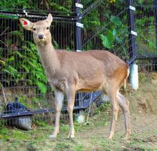 動物園からシカ2頭逃げる　沖縄こどもの国、1頭は捕獲　「近づくと驚いて攻撃する可能性も」と注意呼びかけ