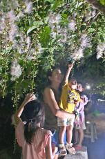 「やっぱりきれい」 一夜限り咲く花をライトアップ　宮古島市の添道サガリバナ群生地