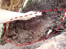 ヤンバルテナガコガネの幼虫、密猟被害か　国指定の天然記念物　樹洞の幼虫消え、周辺に人の痕跡も
