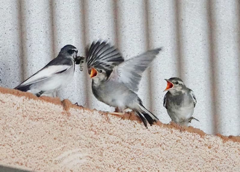 渡り鳥ハクセキレイ、沖縄県内での繁殖を初確認　糸満市でひなの巣立ち撮影　