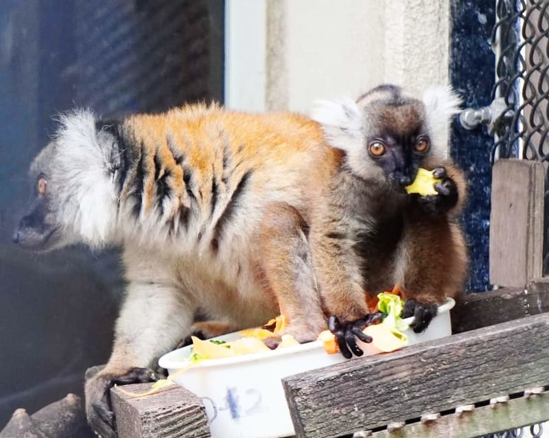 ネオパークオキナワ、新顔の名前は？　来園者が考えた200超から選定　クロキツネザルとヒメハリテンレック