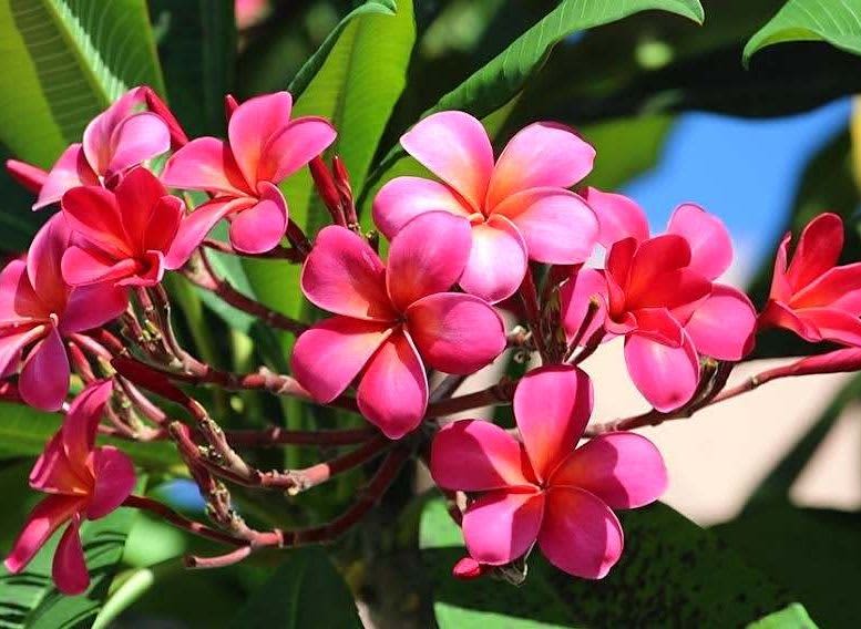 鮮やかなピンク色の花がステキ！　プルメリア、石垣市の民家に咲く　沖縄