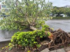 台風3号：与那国島で最大瞬間風速50.2メートル　石垣市内では街路樹が倒れ車線ふさぐ【動画あり】