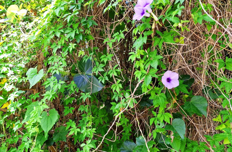 上には上がいた！　1日10センチ伸びる脅威の雑草、ヒルガオに覆われる　花はかれんだが…電柱まで伸びて電線に絡まる