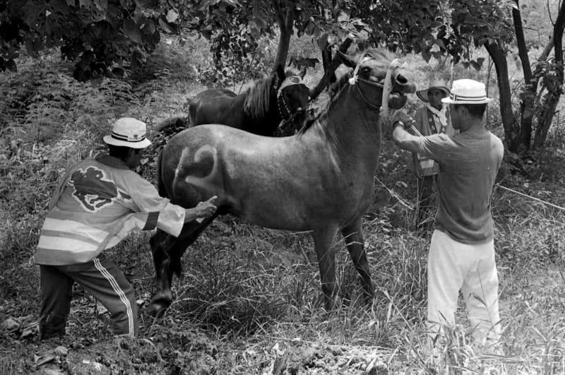 ［ぶらり　おきなわ'70s］伊江村