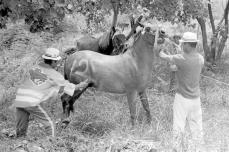 ［ぶらり　おきなわ'70s］伊江村