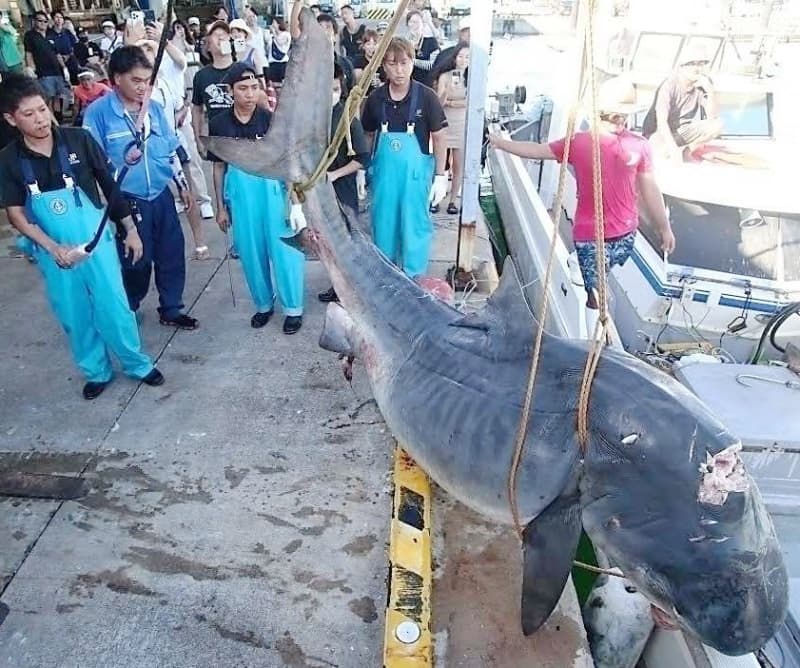 最大は491キロ！　サメ92尾を駆除　獲物や漁具を奪う「天敵」　沖縄・八重山漁協、産卵期を狙い実施