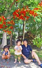 「種が土に落ちて発芽しているものも」　街路樹のホウオウボクが開花　孫たちと木陰で涼む　名護市