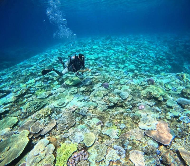 辺野古沖でサンゴ白化　最悪水準の恐れ　浅場で66.7%　深場では41.7%　日本自然保護協会がリーフチェック