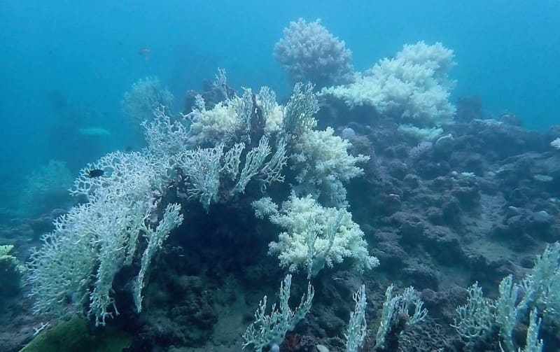 国内最大のサンゴ礁「石西礁湖」大規模な白化進む　海水温上昇が影響か　環境省調査　沖縄