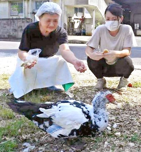 「豆腐や厚揚げも大好き」道を渡って餌を催促　店に居着いたアヒル　「ガー子」と名付けマスコットに　沖縄・石垣島