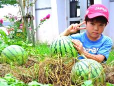 「種を道具箱に入れておいたら…芽が出た」 給食スイカの種が結実　松田小学校で試食　沖縄・宜野座村