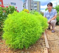 「実物は柔らかくてかわいい」　まるで球体のよう！「紅葉する草」コキア、ふんわり成長　足を止める通行人　沖縄・名護市