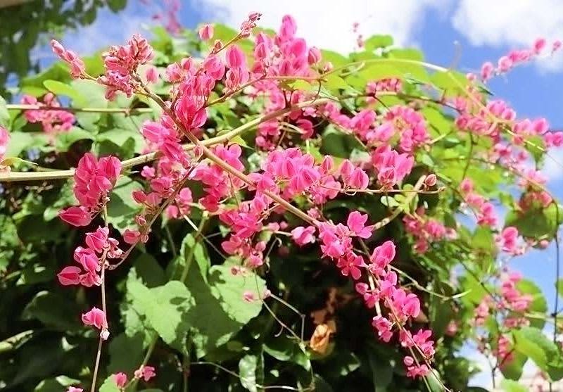 花びらのように見えますが…　ニトベカズラ、秋になるとピンク色がより鮮やかに　沖縄・石垣市